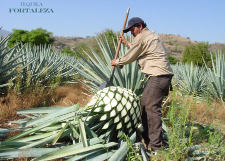How Long Does Agave Take to Grow? 